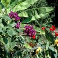 The Princess Flower is native to Brazil and produces flowers of exceptional beauty. This tropical can be grown in the landscape as an annual or as a container plant on the porch, patio or deck. Here it looks beautiful in bloom in front of bananas.