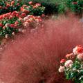 Muhly grass looks at home in any kind of garden.