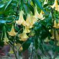 Known botanically as Brugmansia, Angel's Trumpets come from Ecuador, but they couldn't look more at home in Mississippi. The most beautiful of Angel's Trumpets reach 12 to 18 inches in length and make a statement in the landscape. Combine them with large bananas for a tropical appeal, or try them with Purple Hearts or red coleus like Burgundy Sun, New Orleans Red or Plum Parfait.