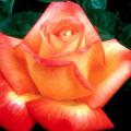 The hybrid tea, like this Love & Peace, is the most popular rose for its form, beauty and cutting ability.