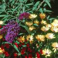 Emperor Blue buddleia works in beautiful harmony with these Sunsatia Cranberry nemesia and Lemon Symphony osteospermum. Try lantana and petunias as combinations for this time of the year.