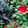 The Black Pearl ornamental pepper produces semi-glossy, deep purple-black leaves that contrast nicely with these Luna Hibiscus.