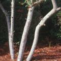 Kathy Ann, a native yaupon holly from Stone County, Miss., reaches 15 to 20 feet in height and is a perfect choice for use as an accent or the focal point to a special garden. The leaves are dark green and large, serving as a good contrast with the white bark that adds further winter landscape appeal. The Kathy Ann is in an elite class as one of the most prolific berry producing hollies.