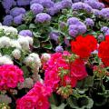 The Cloud Nine ageratum is a new vegatively propagated series. They are large plants with big flowers that work well in mixed containers. 