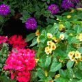 Fusion Glow impatiens have blossoms that are yellow with an orange and yellow bi-colored center. They look beautiful here with Aztec Violet verbena and Galleria Deep Rose geranium. 