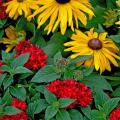 The Graffiti Red Lace provides beautiful support of these black-eyed Susans, or Rudbeckias.