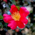 Yuletide camellia is an award-winning favorite bearing loads of red flowers coupled with bright yellow stamens. Unlike other holiday plants that typically last for only one season, Yuletide will bloom every year for the holidays and is a compact shrub offering an evergreen appearance in the winter landscape