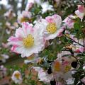 Mississippi's camellias deserve extra attention