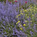 Walker's Low catmint has crinkled, aromatic, silver-green foliage and blooms almost continuously from May until frost if pruned back by two-thirds when initial flowers fade. In a wildlife garden, the catmint will be visited by a constant array of bees and butterflies.