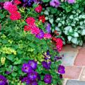 The red Magelana verbena thrives on the attention created in this garden when surrounded by the Sanguna Atomic Blue petunia as well as bright-blue lobelia flowers and cool-blue ageratums.