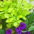 Deep blue flowers such as this Easy Wave Blue petunia make wonderful partners for the Lim&oacute;n Talinum.