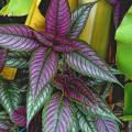 Persian Shield has 8-inch long leaves that are iridescent in shades of purple, lilac and pink with purple-maroon on the undersides. The foliage looks as though it has a light coat of silver electroplated to the leaf.  