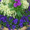 This combination with Harmony Lavender stock in the center, surrounded by Fantasy White with Yellow Eye linaria and Gem Sapphire viola around the rim makes a great cool-season arrangement.