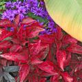 Senetti Blue pericallis are obviously in the daisy family, and they partner well with many colors. In this display, the electrifying cobalt color of Senetti Blue pericallis is stunning placed beside the reds of the Bloodleaf iresine.  