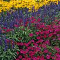 This garden with a triadic color scheme has Prairies Sun rudbeckia, Evolution salvia and Tidal Wave Cherry petunia.