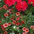 This mixed planting includes the Graffiti Salmon Rose geranium, the Callie Mango calibrachoa and Calypso Jumbo White bacopa. This geranium serves as the thriller plant, and it definitely thrills with flowers that almost seem to glow. The calibrachoa spilled over the edge of the container while bacopa played the filler plant. 