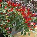 The colorful leaves on many ornamental peppers are attractive, but it will be the peppers on this plant that steal the show. The plants always will be loaded with peppers that are red or purple. (Photos by Norman Winter)