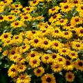 The tennis ball size flowers of the TigerEye rudbekia plants growing in Mississippi State University's trials are eye catching. TigerEye will get about 24 inches tall with an equal spread. They may be hard to find until next year, but they will be a prize then. (Photo by Norman Winter)