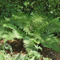 The Japanese tassel fern gets its name from the way young fronds, called crosiers, unfurl and bend backward, drooping in a tassel form before flattening out. The evergreen fronds are a shiny, deep, dark green that gives an almost waxy appearance. (Photo by Norman Winter)