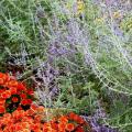 This Padre Orange Belgian mum perfectly complements the blue-flowered Russian sage. (Photos by Norman Winter)