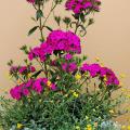 The Amazon dianthus is the thriller plant in this early-summer container. The filler plant is Flambe Orange chrysocephalum, which produces small, button-like, yellow flowers on striking, olive gray-green foliage. Silver Falls dichondra is the spiller plant that cascades over the rim. (Photo by Norman Winter)