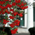 An old pyracantha grows next to a stately oak and drapes over it almost like Spanish moss. This combination is found not far from my office in Hinds County in front of the courthouse, which was built in 1857 and served as a hospital during the Civil War. (Photo by Norman Winter)