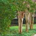 Winter landscapes look good when they include bones, berries and bark. This scene has all three, with American holly and its plentiful red berries in the foreground, the smooth, shiny bark of crape myrtles, and the deep, dark greens of the bushes, which serve as the "bones," or structural foundation, of the garden.