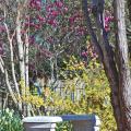 The warm, cheerful yellows of a large, naturally growing forsythia and a patch of daffodils complement the cool, deep purple flowers of a fine saucer magnolia. A concrete bench encouraging visitors to pause and take in the beauty of spring is the perfect finishing touch. (Photo by Norman Winter)