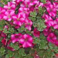 Supertunia Raspberry Blast is an attractive, deep hot pink with a dark cerise star accent at the throat of each blossom. (Photos by Norman Winter)