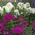 Perennial phlox bloom from the end of May through the first frost and are available in more than 100 varieties. These Peacock series phlox combine well with the rich colors of salvias. (Photo by Norman Winter)