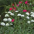 The Ice Star Shasta daisy makes an absolutely riveting combination when paired with Knockout shrub roses. (Photos by Norman Winter)