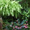 A Blonde fern glows like a lantern in this shady environment. This stunning display combines large, palmate-leafed fatsia; aucuba with spots that echo the color of the fern; Siam Ruby banana with lime green variegation; holly fern; and hot pink begonias. (Photo by Norman Winter)