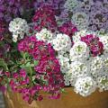 Sweet alyssum is a little tiger of a plant. New varieties like the Clear Crystal series have made this plant even more of a must-have in the cool-season garden.