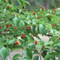 In some areas, dogwoods are as exquisite as hollies with bright red, oval-shaped fruits, or drupes. (Photo by Norman Winter)