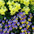 Rebelina blue and yellow viola partners with Floral Showers yellow snapdragon for a cool-season mixed container that is sure to please.