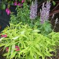 Illusion Emerald Lace is a lime green to chartreuse, lacy ornamental sweet potato that is deeply toothed and compact, but very vigorous. Here it is partnered in a container with Cathedral Lavender salvia and Stampede Cherry salvia, with a pink petunia peeking out the bottom. (Photo by Norman Winter)