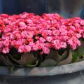 The Calandiva Birken is an iridescent, hot pink, and fully rose-form kalanchoe. The flowers are colorful and perfectly doubled, with a sturdy branching habit that allows the flowers to form an almost solid carpet of color on top. (Photo by Norman Winter)