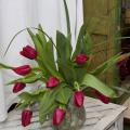 Savvy gardeners know they can share a message from the heart this Valentine's Day with the flowers they give. Tradition says red tulips tell the recipient, "I love you." (Photo by Scott Corey)