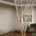 Avoid pruning crape myrtles at the same spot on the trunk each year, cutting instead at a place about 12-18 inches higher than before. This will result in a healthier, better-structured tree. (Photo by Jeff Wilson)