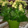 The yellow flowers of this kalanchoe will last for weeks. Although the individual flowers are small, they are numerous enough to create a splash of color for winter enjoyment. (Photo by Lelia Kelly)