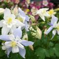 The blooms of columbine add mixes of bright pastels to any landscape.  The all-white Dove and bi-color Bluebird pictured here are from the Songbird Series.