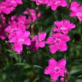 The flowers of Bouquet Purple dianthus are a vivid, dark pink with petals having tattered, upturned margins. The stems are up to 18 inches long, making these a great choice for cut flowers.  (Photos by Gary Bachman) 