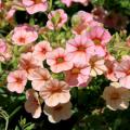 Calibrachoa, or Million Bells, such as this MiniFamous Apricot, produce an unbelievable number of flowers from spring until frost. 