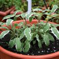 The green leaves with white margins of Tricolor, a type of sage, make it an attractive choice for a fall herb garden. (Photo by Gary Bachman)