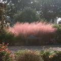 Gulf coast muhly grass is covered with a pink cloud of wispy flower heads held high above the wiry foliage and the effect is amplified when planted in large masses.