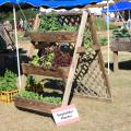 These window boxes placed on a stepladder-type stand allow gardeners to water and harvest without bending over. This model is one example of an accessible garden design. (Photo by Gary Bachman)