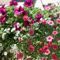 Practice arranging plants while visiting local garden centers. The results can make for beautiful arrangements, like this Giant White bacopa, Painted Coral calibrachoa and Lobster Potunia mix. (Photo by Gary Bachman)