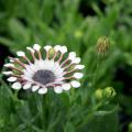 The African daisy Serenity White Bliss (top) has unique, spoon-shaped petals that show the color contrast between the upper and lower surfaces of the petals.