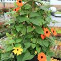 Black-eyed Susan vines are an annual favorite. The sunny look of the flowers, such as these yellow and orange specimens, is sure to please.