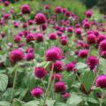 Gomphrena can be big, flowering annuals. All-Around Purple gomphrena is a 2-foot-tall plant that attracts loads of butterflies all summer long. (Photo by Gary Bachman)